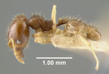 Media type: image;   Entomology 8872 Aspect: habitus lateral view